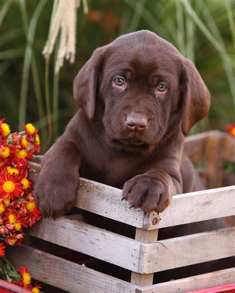 Chocolate Lab Names - Great Ideas For Naming Your Puppy | Lab puppies, Chocolate lab puppies ...