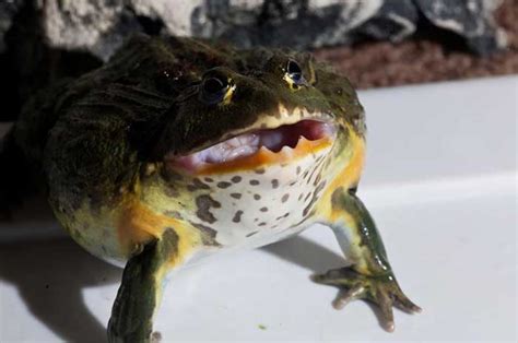 African Bullfrog Teeth: Everything You Need To Know