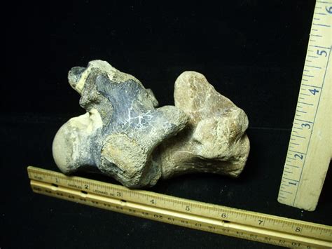 Two Large Tylosaurus fossil vertebrae (020721n) - The Stones & Bones Collection