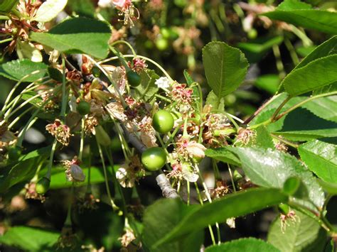 Prunus cerasus L. | Plants of the World Online | Kew Science