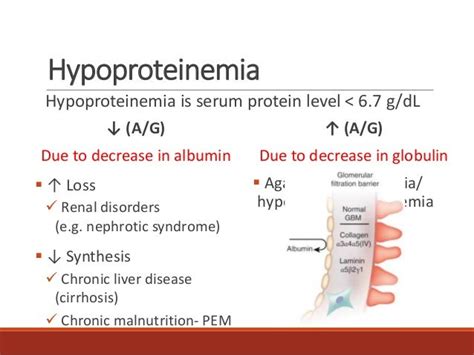 Serum Protein and Albumin-Globulin Ratio