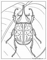 20 Beetle Coloring Pages Free PDF Printables sketch template