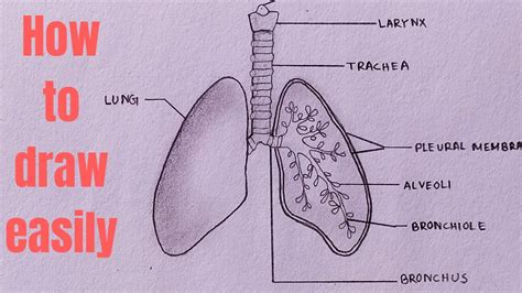 How to draw diagram of human lung easily - step by step - YouTube