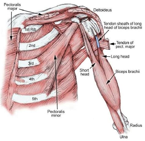 Arm and chest muscle Human Anatomy Drawing, Human Anatomy And ...