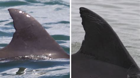 Dolphin Dorsal Fin Twins Are Not Uncommon - Clearwater Marine Aquarium