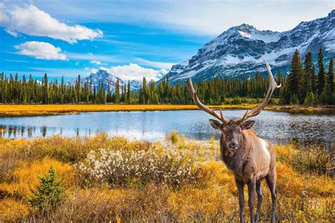 Camping in Jasper National Park: A Practical Guide — The Discoveries Of