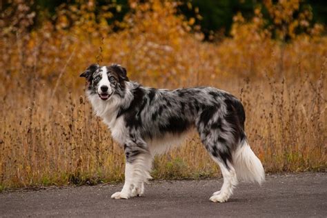 10 Interesting Border Collie Facts You’ll Love To Learn | Hepper