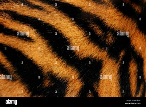 Tiger fur pattern hi-res stock photography and images - Alamy