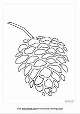19  pine cone coloring MatildaAugust sketch template