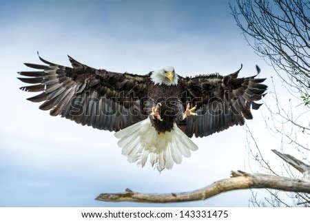 Eagle landing Images - Search Images on Everypixel