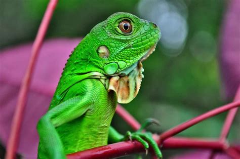 Iguana verde (Iguana iguana)