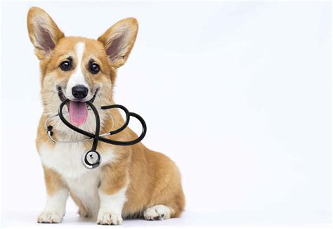 Heart disease in dogs: Like people, age and weight contribute