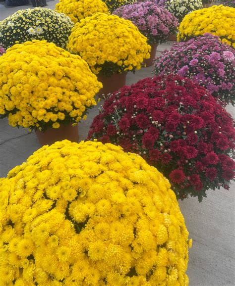 Mums for Fall Color! – Callaways Yard and Garden