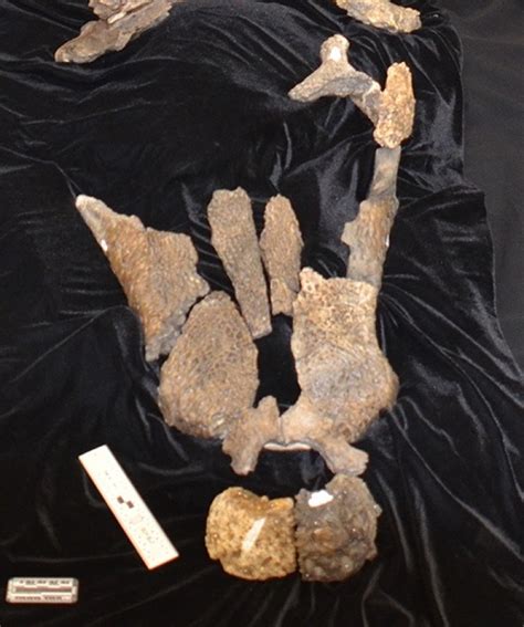 New species of ferocious 20ft crocodile discovered in 95-million-year-old fossil | IBTimes UK