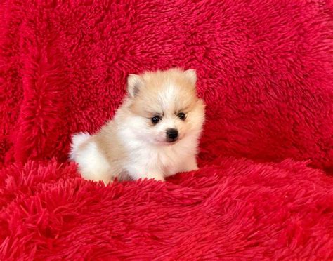 Pomeranian Puppies