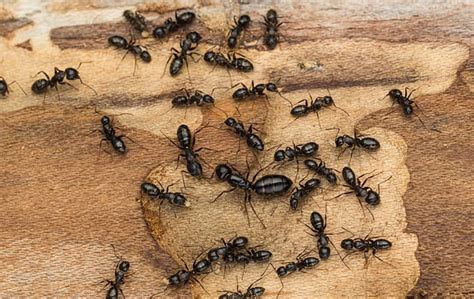 Your Guide To Carpenter Ants In St. Charles, IL | Pest Control Consultants