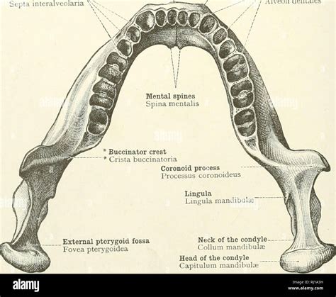 . An atlas of human anatomy for students and physicians. Anatomy. Ramus ...