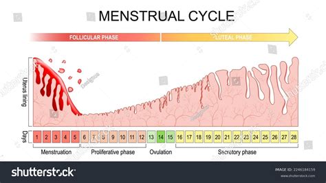 Histology Of The Human Endometrium During The Normal Cycle