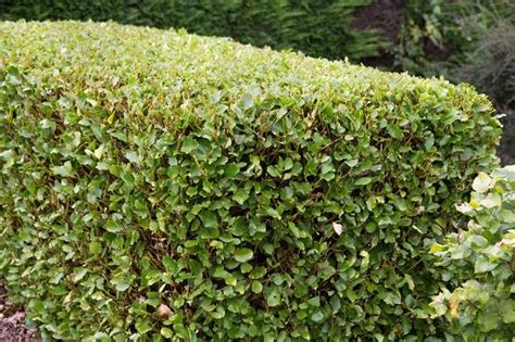 Fast-Growing Hedges - gardenersworld.com Fast Growing Hedge Plants ...