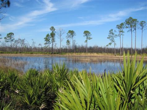 Blue Roads to Hiking Trails: Ocala National Forest