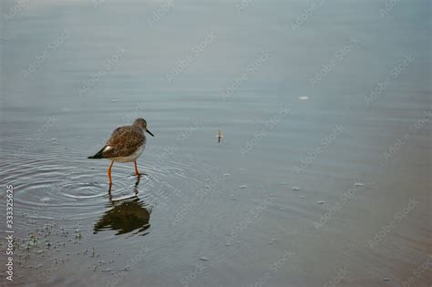 Fauna en el Cotopaxi Stock Photo | Adobe Stock