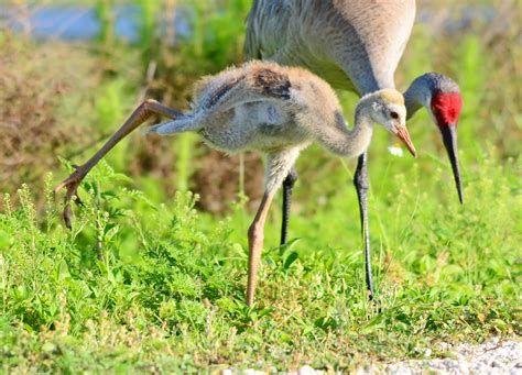 Dina's City Wildlife Adventures: Baby crane is growing up