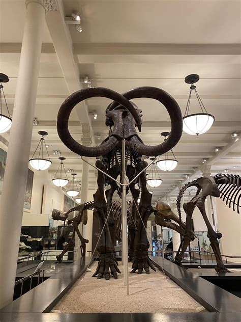 Mammoth at the Natural History Museum in NYC : r/interestingasfuck