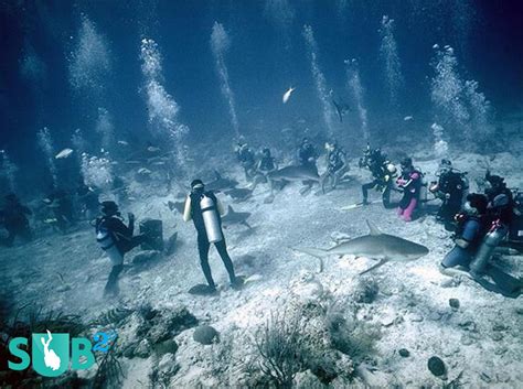 Drift Dive & Blue Hole Diving at Cay Sal Bank | Scuba Diving Bahamas