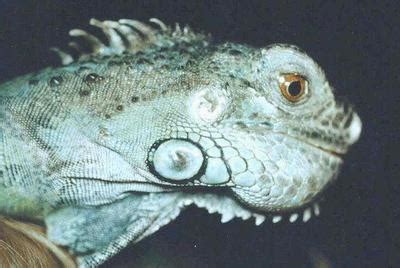 symptoms-and-treatment-of-lizard-metabolic-bone-disease-mbd-21710664.jpg