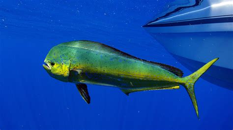 What Makes Mahi Mahi A More Sustainable Seafood Option