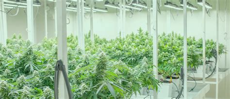 Top 15 growing equipment must-haves for weed growers - CannaConnection