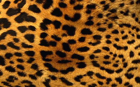 🔥 [43+] HD Leopard Print Wallpapers | WallpaperSafari