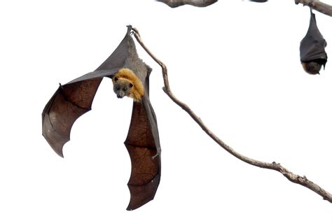 Adopting the Conservation Standards to save bats - The Open Standards for the Practice of ...