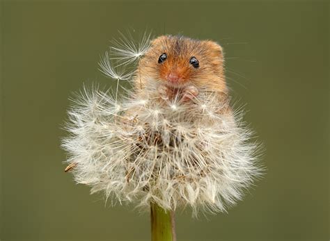 Wallpaper Mice Eurasian harvest mouse Dandelions Closeup Animals