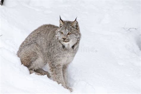 Bobcat in the Snow stock image. Image of creature, head - 92378017