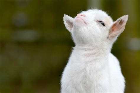 Cute Baby Goat Wallpapers - Top Free Cute Baby Goat Backgrounds - WallpaperAccess