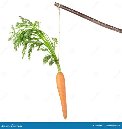 Carrot On A Stick Royalty-Free Stock Photo | CartoonDealer.com #25039317