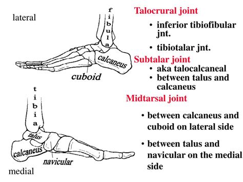 PPT - Midtarsal joint between calcaneus and cuboid on lateral side between talus and navicular ...