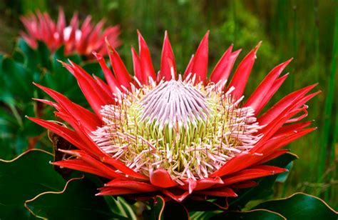 Giant Protea: The National Flower of South Africa