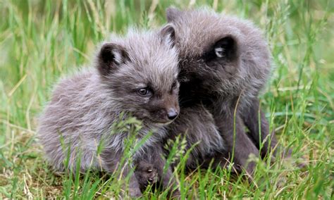 Five adorable Arctic fox cubs born - Talker