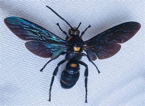 Largest Wasps in the World - The Knowledge Library