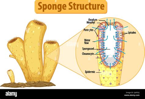 Diagram showing structure of sponge illustration Stock Vector Image ...