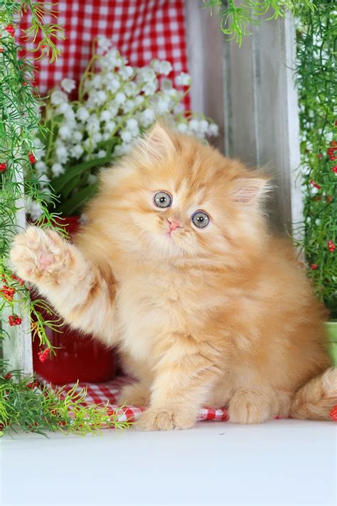 Red Persian KittenUltra Rare Persian Kittens For Sale – (660) 292-2222 ...