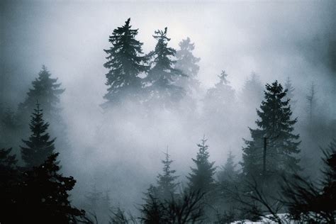 A thick fog rolls through the Black Forest : r/pics