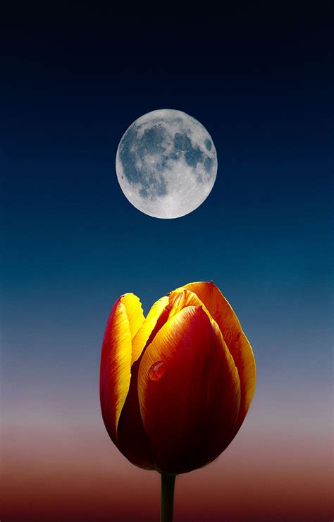 Flowers and Moon Wallpapers - Top Free Flowers and Moon Backgrounds - WallpaperAccess