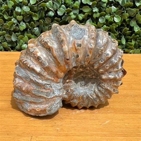 Nautilus Fossil Shell – The Crystal Society Pty Ltd