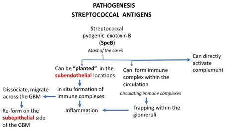 Acute Post Streptococcal Glomerulonephritis - Pathology Made Simple