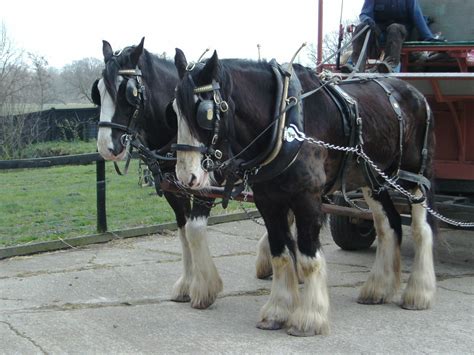 Shire Horses at Wimpole Home Farm | Shire horses pulling a f… | Flickr