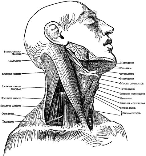 Neck Muscles | ClipArt ETC