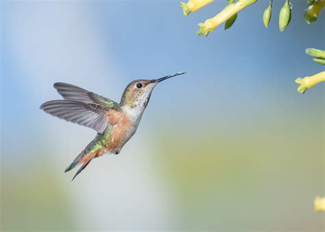 Allen’s Hummingbird | San Diego Bird Spot